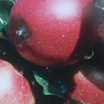 Яблоня домашняя 'Миниаппель'