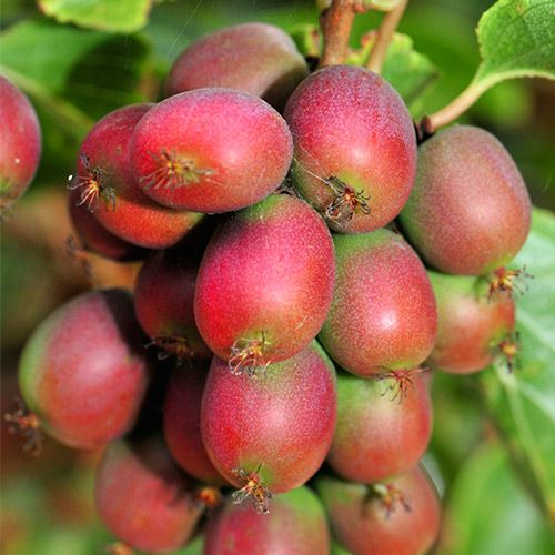 Актинидия Аргута 'Ананасная'