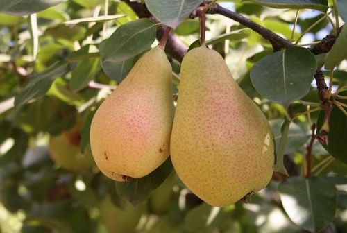 Груша 'Лесная красавица'