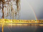 Посадка крупномеров на берегу Клязьминского водохранилища с баржи. Ива желтокорая.