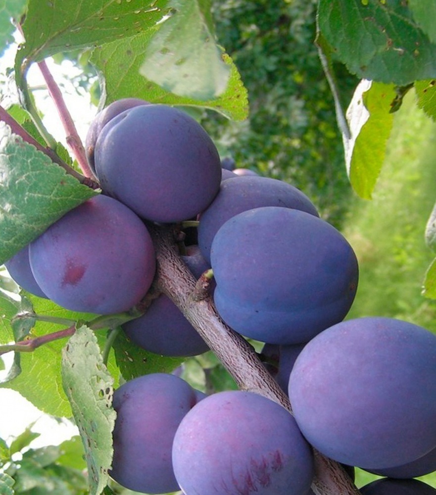 Слива 'Евразия'