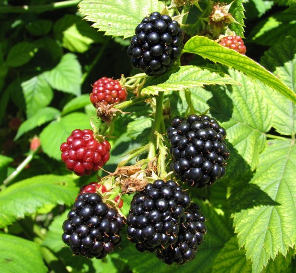 Ежевика 'Чероки'