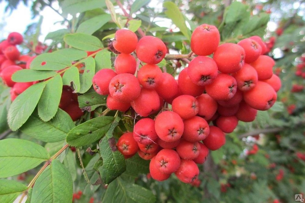 Рябина плодовая 'Алая Крупная'