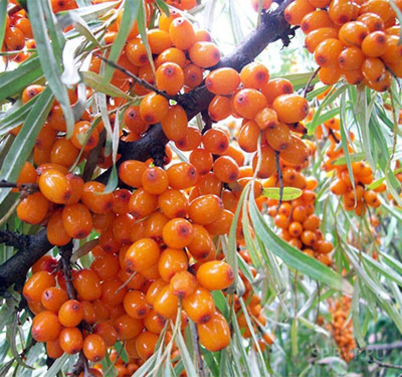 Облепиха 'Превосходная'