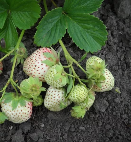 Земляника (клубника) 'Белый Швед'