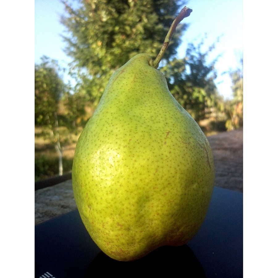 Груша 'Ноябрьская'