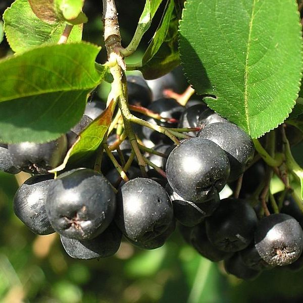 Рябина черноплодная (арония) 'Черный великан'