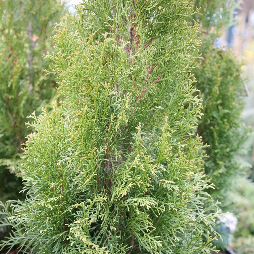 Туя западная 'Вайт Смарагд'