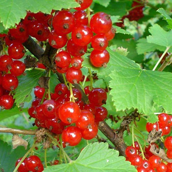 Смородина красная 'Памятная'