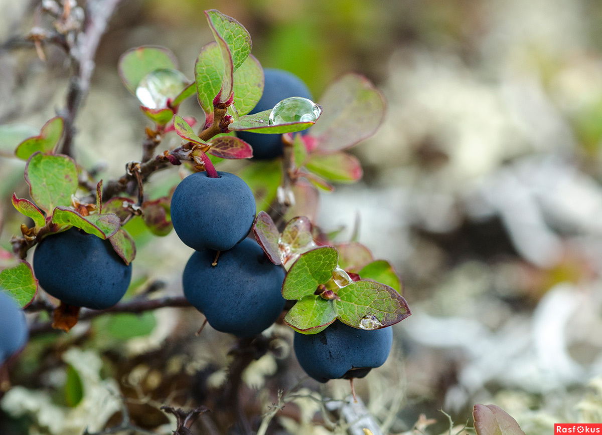 Голубика 'Северная'