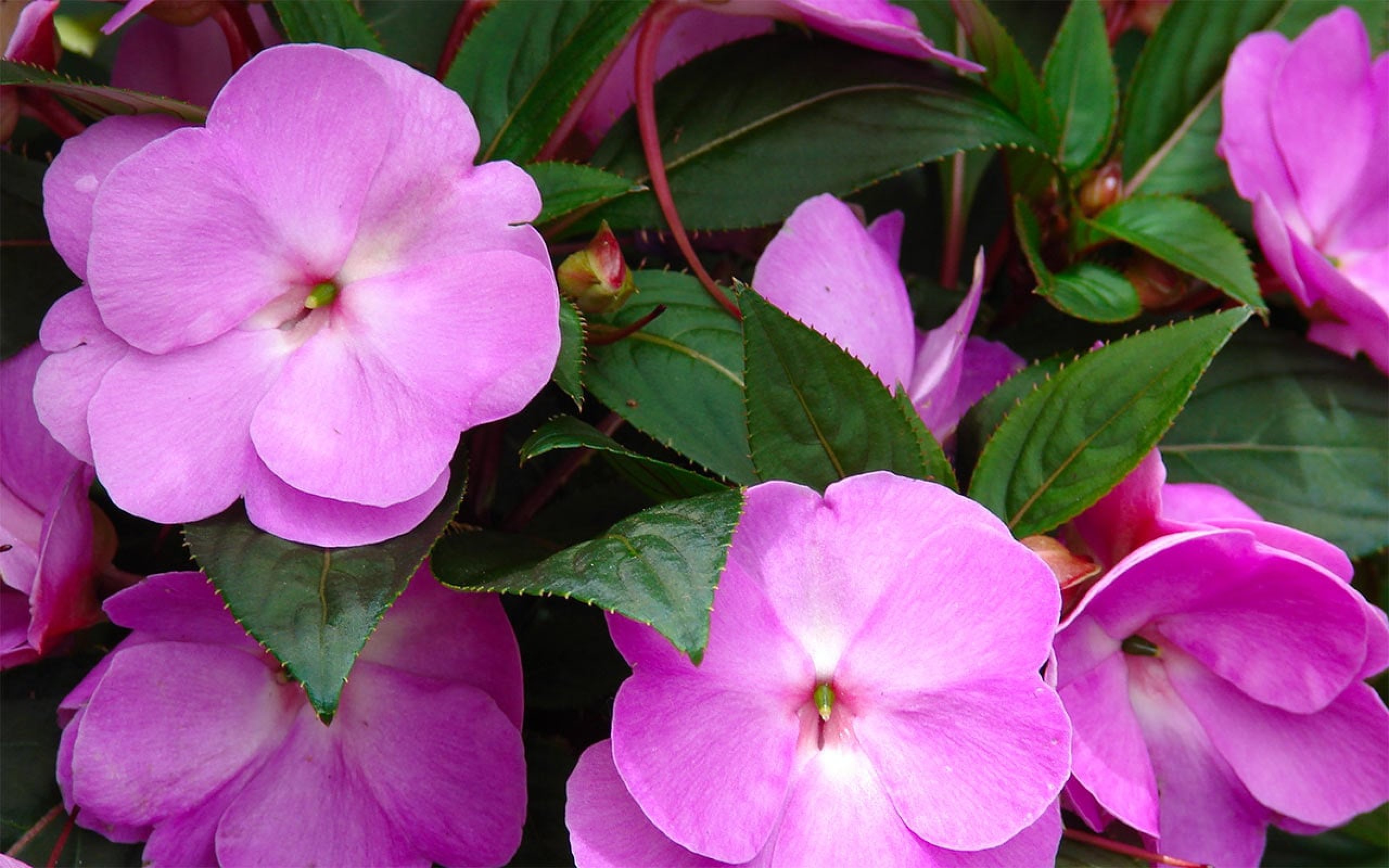 Бальзамин новогвинейский 'Импатенс Нью Гвинея' (микс)