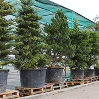 Хвойные в садовом центре. Ноябрь 2012