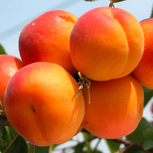 Абрикос 'Фаворит'