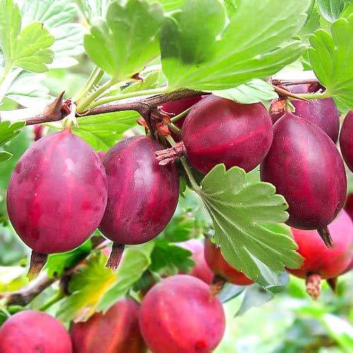 Крыжовник 'Красный крупный'