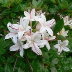 Рододендрон древовидный (азалия) (белый) купить по цене 1.750,00 руб. в ...