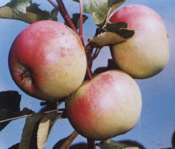 Яблоня домашняя 'Брянская'