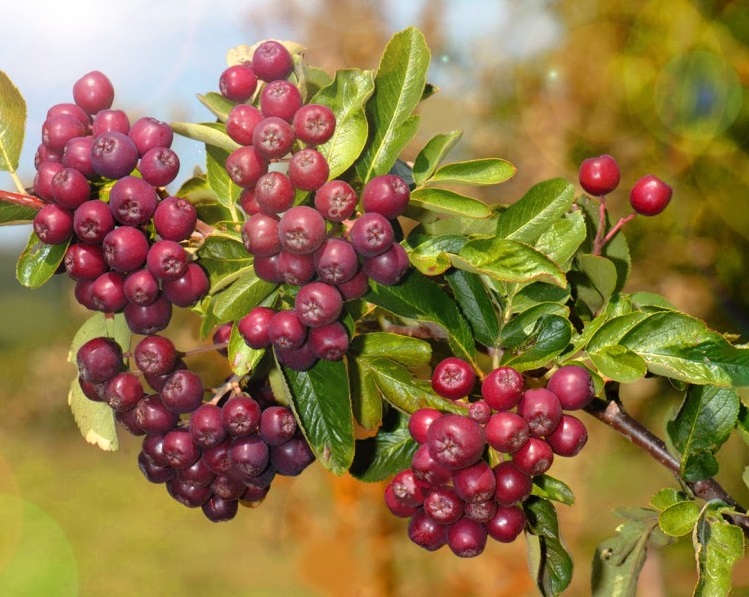 Рябина плодовая 'Ликерная'