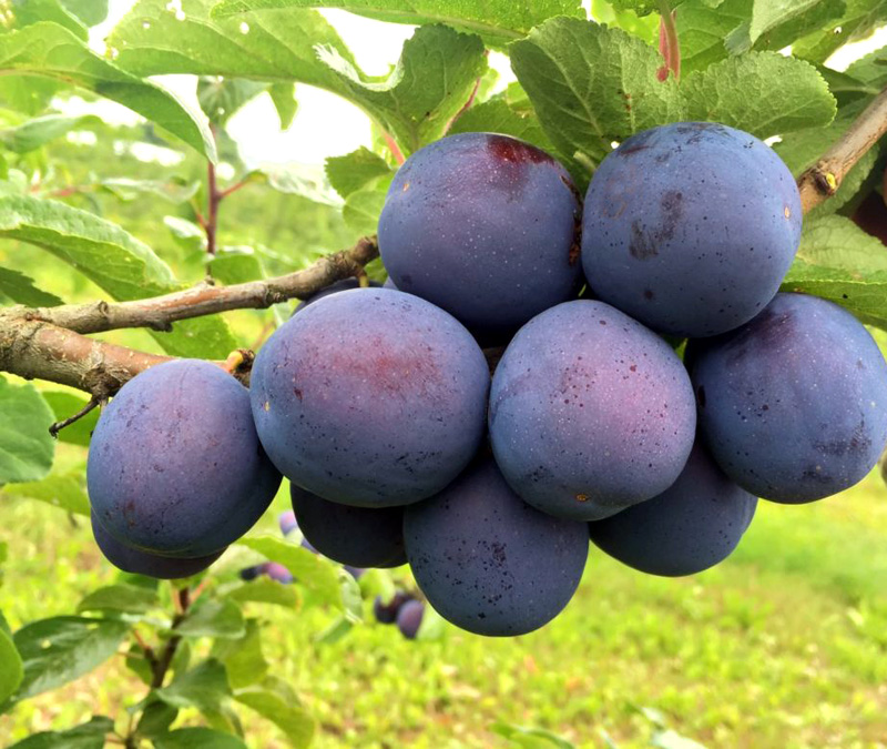 Слива 'Кромань'