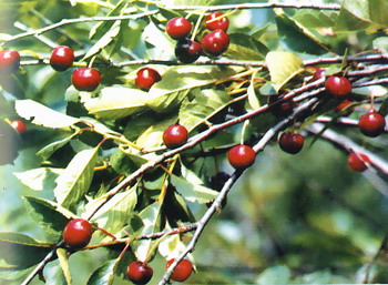 Вишня обыкновенная 'Мичуринская'