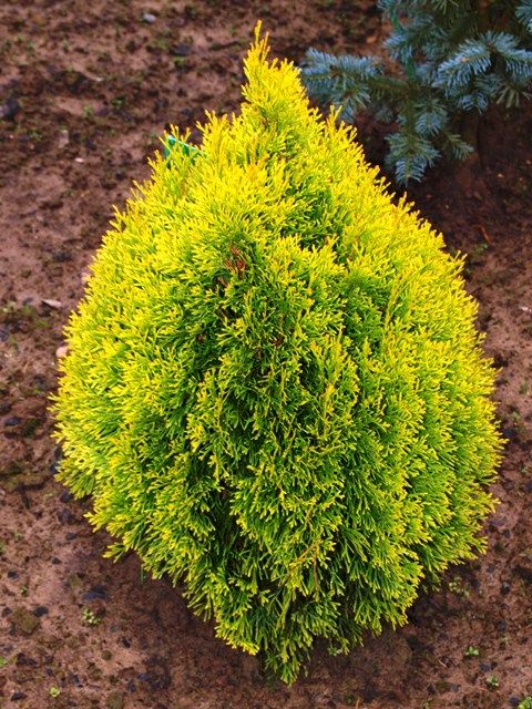 Туя западная 'Филипс Мэджик Момент'