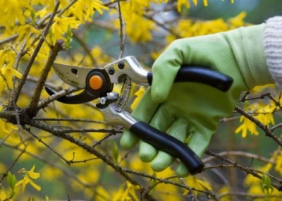 Осенняя обрезка деревьев и кустарников: 12 видов, которые нельзя трогать