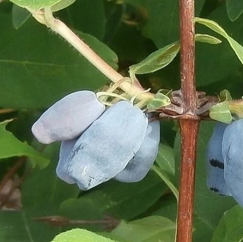 Жимолость съедобная 'Московская 23'