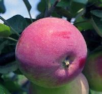 Шедевр С.П.Кедрина - сорт яблони "Жигулевское"