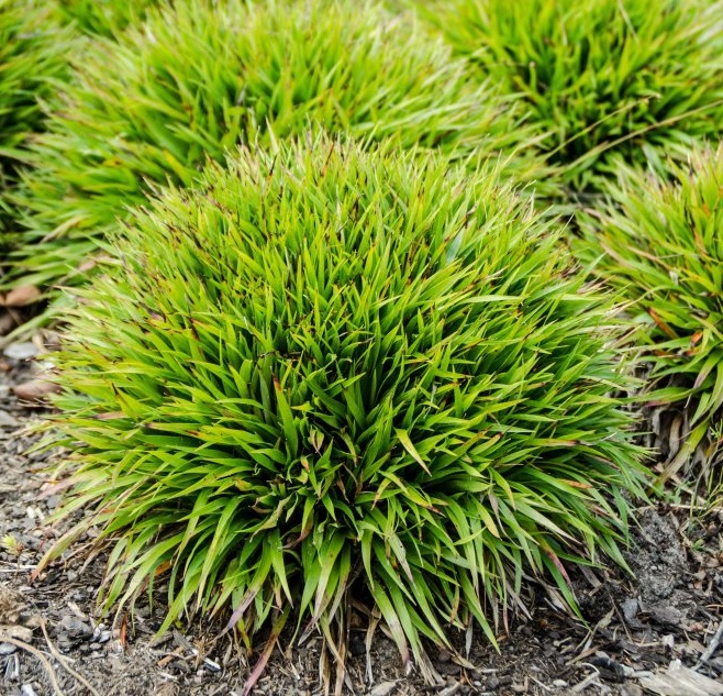 Ожика волосистая 'Игел'