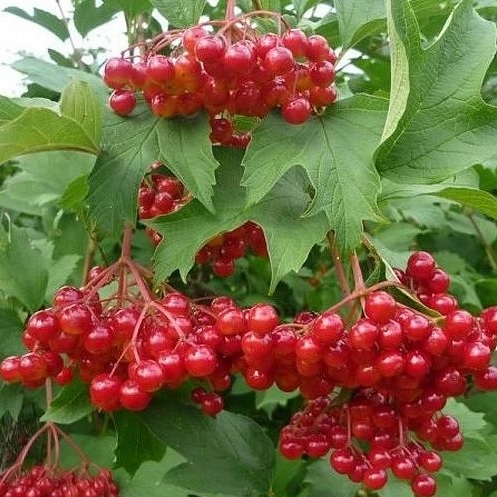 Калина плодовая 'Соузга'