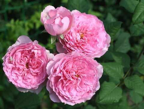 Роза 'Элоди Госсюэн' (шраб) 