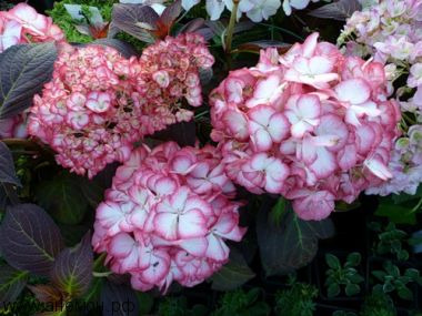 Гортензия крупнолистная 'Рипл'
