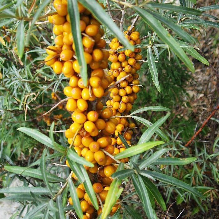 Облепиха 'Перчик'