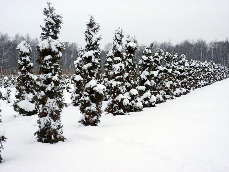 Укрытие туй от зимних солнечных ожогов