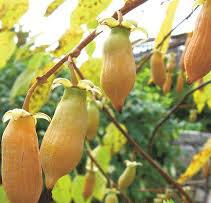 Актинидия полигама 'Абрикосовая'