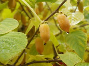 Актинидия полигама 'Злата'