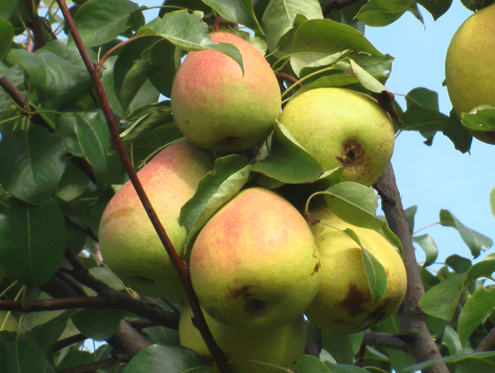 Груша 'Рогнеда'