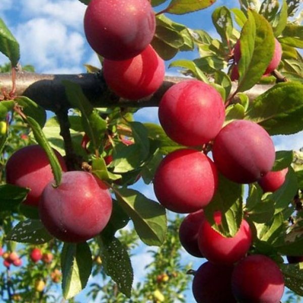 Слива китайско-уссурийская 'Алёнушка'