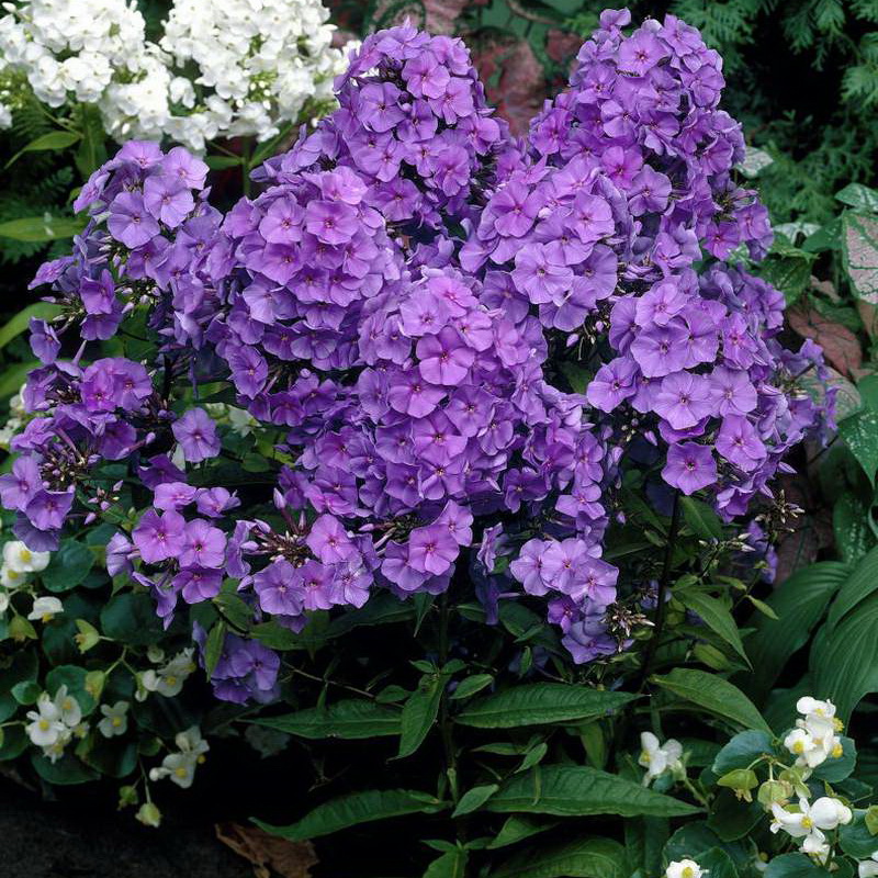 Флокс метельчатый 'Aметист'