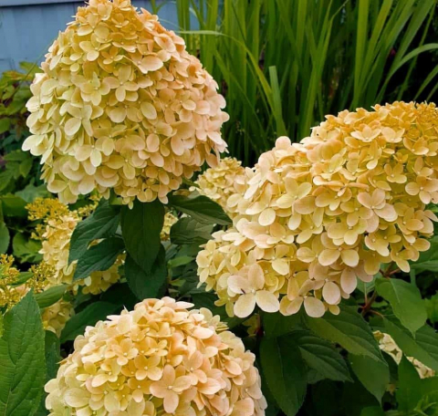 Гортензия метельчатая 'Коттон Крем'