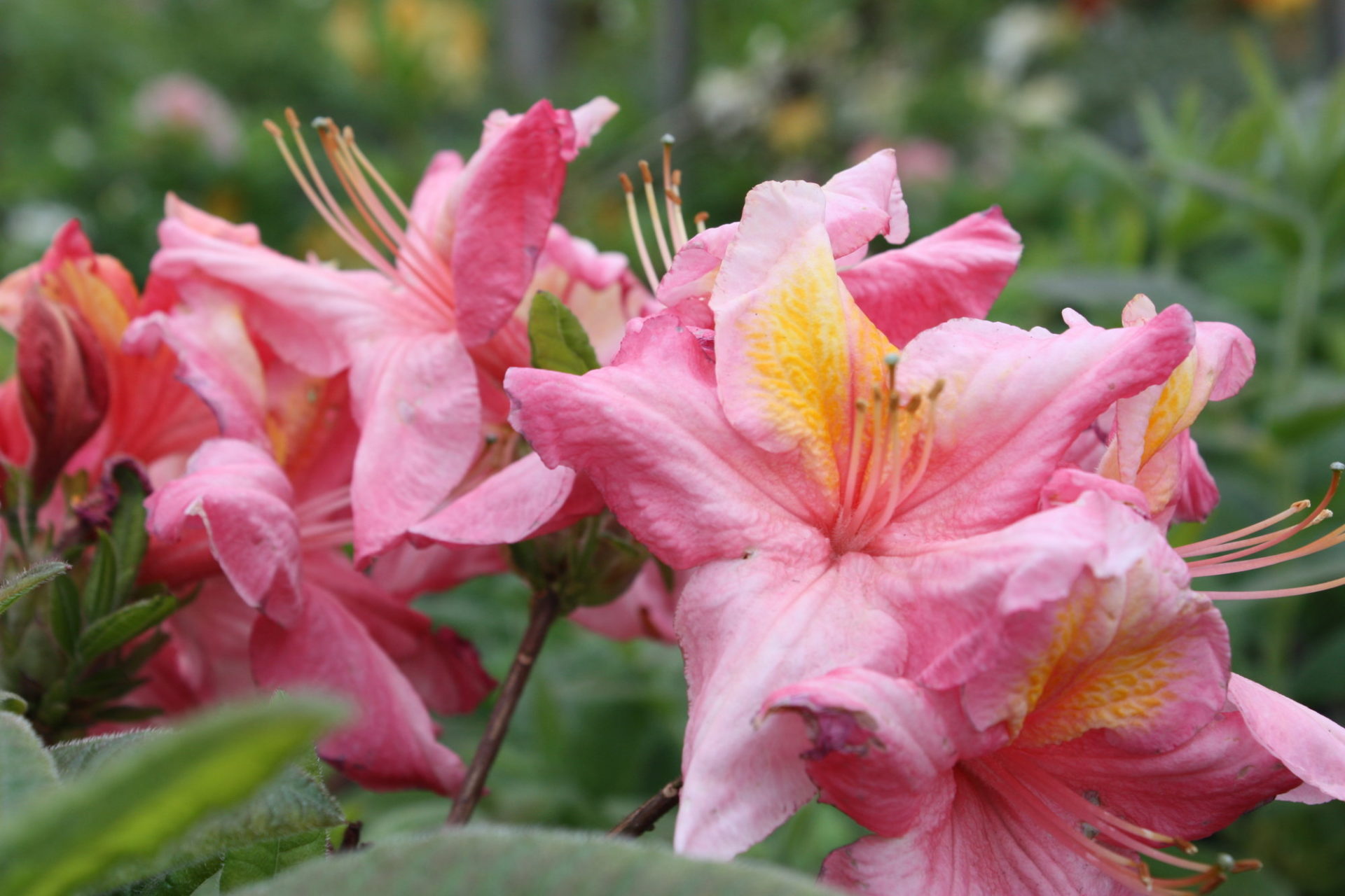 Рододендрон гибридный (азалия) 'Берри Роуз' (розово-лососевая)