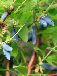 Жимолость съедобная 'Герда'