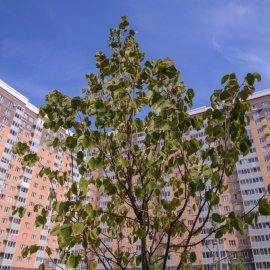 Озеленение дворов в г. Люберцы