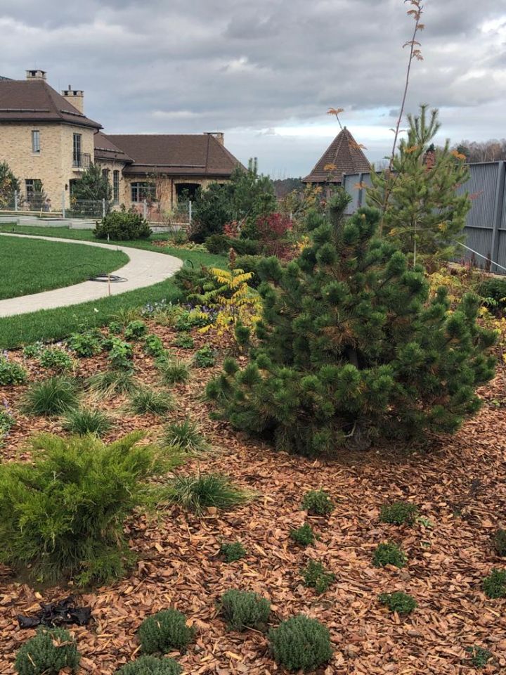 Хвойная композиция