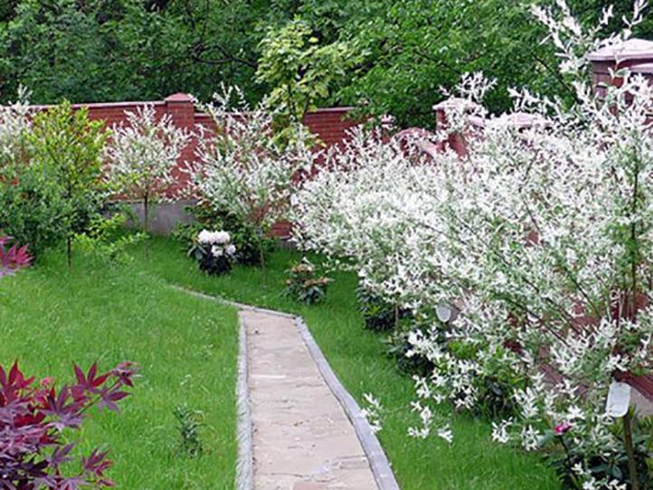 Плодовый сад со спиреями