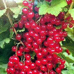 Смородина красная 'Мармеладница'