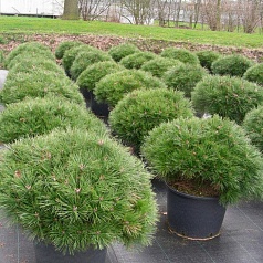 Сосна веймутова 'Радиата'