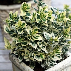 Бересклет Форчуна 'Эмеральд Гаити'