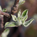 Фотоальбом Апрель в садовом центре (2012 г) Раскрываются листья саженцев яблони
