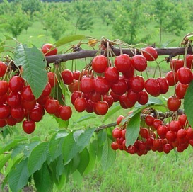 Вишня (Дюк) Черевишня