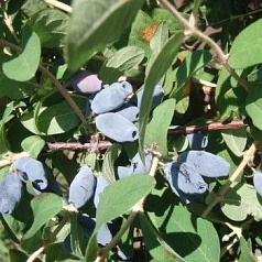 Жимолость съедобная 'Скороспелка'